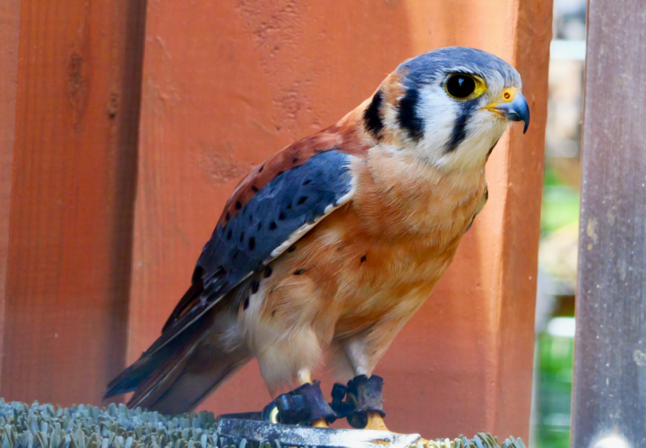 Bird's-eye view: A visit to the Avian Conservation Center of Appalachia